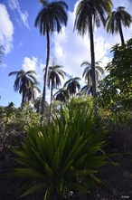 Photographies du Parc National de la Serra do Cipó - Etat de Minas Gerais