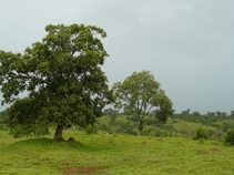 Vignette de la région du lac Serra da Mesa et du nord et de l'ouest de Goias