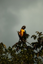 Vignette oiseaux de la Chapada dos Guimaraes - Etat de Mato Grosso