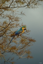 Vignette oiseaux de la Chapada dos Guimaraes - Etat de Mato Grosso