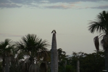 Vignette oiseaux de la Chapada dos Guimaraes - Etat de Mato Grosso