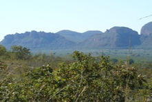 Vignette oiseaux de la Chapada dos Guimaraes - Etat de Mato Grosso