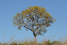 Vignette de l'arbre Ipe - Chapada dos Guimaraes - Etat de Mato Grosso