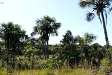 Vignette de la Chapada dos Guimaraes de l\'état de Mato Grosso