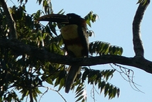 Vignette de la Chapada dos Guimaraes de l\'état de Mato Grosso