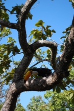 Vignette du parc ou reserve de protection de la faune et de la flore du parc de Pirenópolis - Etat de Goiás