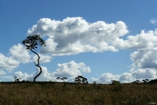 Vignette du parc ou reserve de protection de la faune et de la flore du parc de Pirenópolis - Etat de Goiás