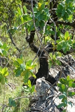 Vignette du parc ou reserve de protection de la faune et de la flore du parc de Pirenópolis - Etat de Goiás