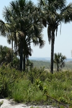 Vignette du parc ou reserve de protection de la faune et de la flore du parc de Pirenópolis - Etat de Goiás