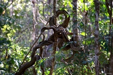 Photo vignette de la Chapada dos Veadeiros - Etat de Goiás