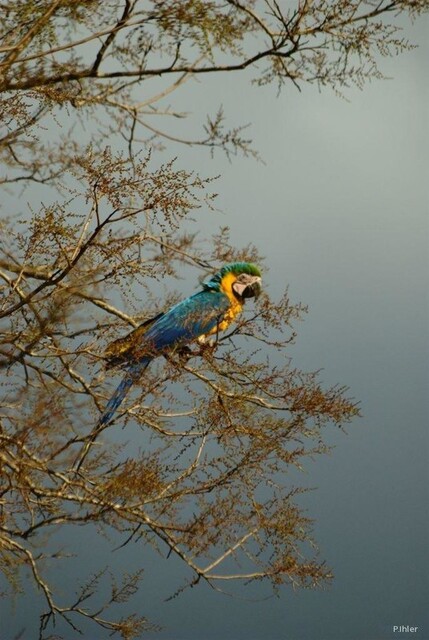 Vignette oiseaux de la Chapada dos Guimaraes - Etat de Mato Grosso