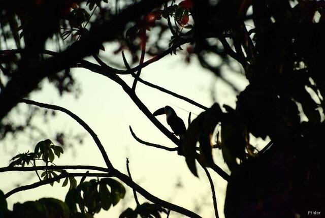 Vignette oiseaux de la Chapada dos Guimaraes - Etat de Mato Grosso