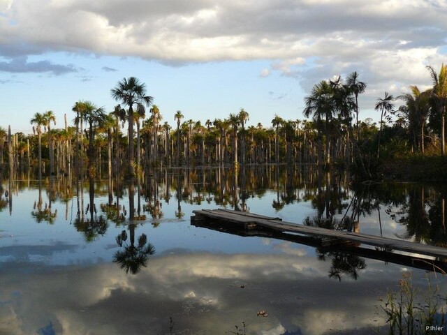 Vignette oiseaux de la Chapada dos Guimaraes - Etat de Mato Grosso