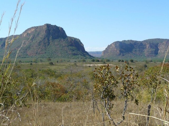 Vignette oiseaux de la Chapada dos Guimaraes - Etat de Mato Grosso