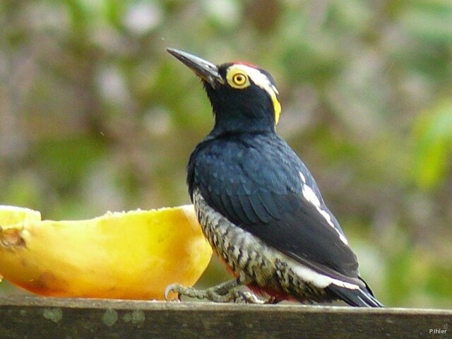 Vignette oiseaux de la Chapada dos Guimaraes - Etat de Mato Grosso