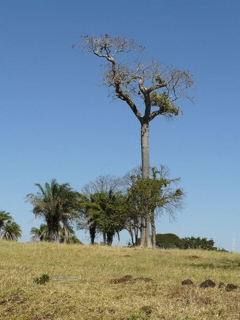 Vignette ville Barra dos Garças - frontiere de l'Etat de Mato Grosso avec celui de Goiás