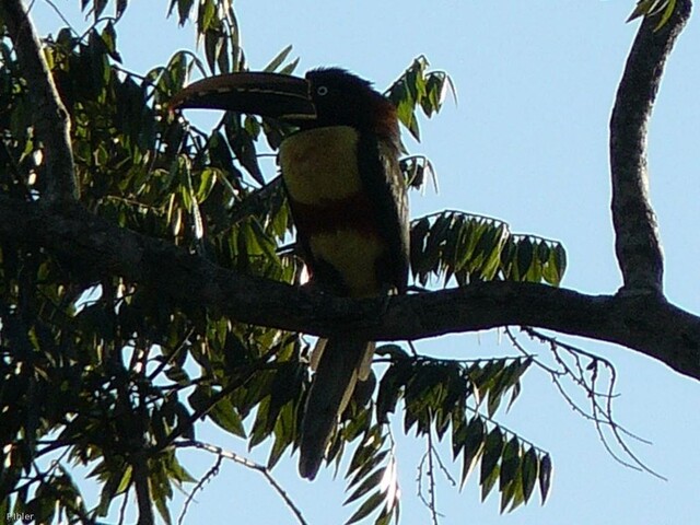 Vignette oiseaux de la Chapada dos Guimaraes - Etat de Mato Grosso